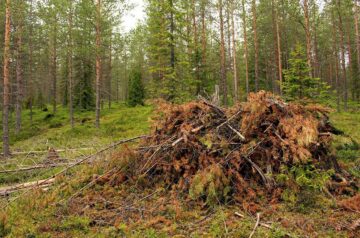 Gałęzie, chrust i drewno iglaste są, póki co… w ciągłej sprzedaży!