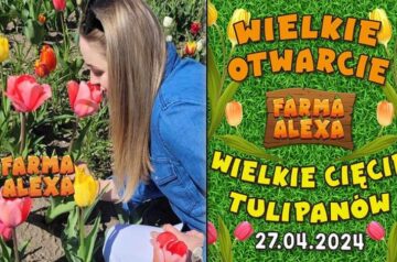 Farma Alexa w Charbowie. Już niebawem otwarcie i Wielkie Cięcie Tulipanów!